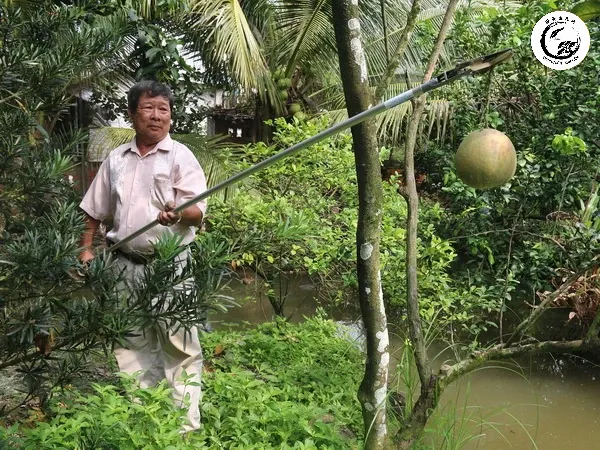 Kỹ thuật cắt tỉa mùa xuân đúng cách đâm chồi giúp cây phục hồi và phát triển mạnh mẽ