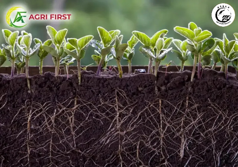 Hệ thống rễ phát triển mạnh mẽ nhờ các hoạt chất sinh học từ rong biển