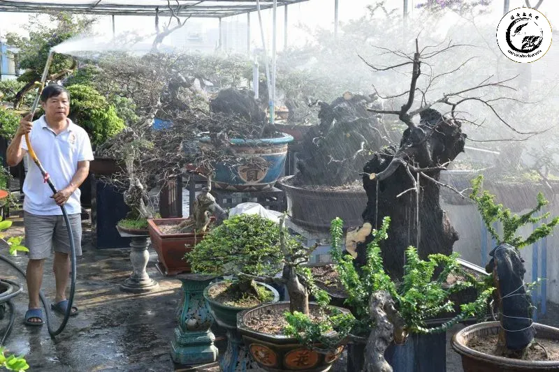 Quy trình tưới nước đúng cách giúp cây lâm vồ luôn xanh tốt