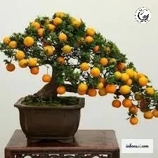 Cây quýt đường bonsai siêu trái vàng mang lại vẻ đẹp sang trọng và đẳng cấp cho không gian sống