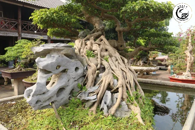 Tác phẩm cây sanh ôm đá nghệ thuật với bộ rễ phụ chằng chịt khỏe khoắn tạo nên vẻ đẹp cổ kính