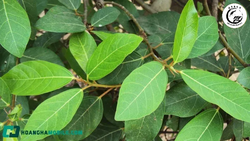 la-sung-xanh-tuoi-cung-thiet-bi-do-duong-huyet-the-hien-vai-tro-cua-la-sung-trong-ho-tro-benh-tieu-duong Chỉ nên thực hiện lặt lá khi bộ lá đã già và cây đang ở trạng thái sung sức nhất