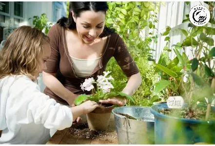Thường xuyên chăm sóc và lau lá giúp cây phong thủy luôn tràn đầy năng lượng