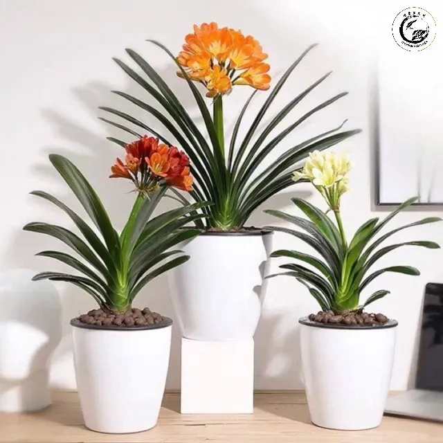 lan-quan-tu-ra-hoa-mua-nao-min-1 Cây lan quân tử mang tài lộc năm mới với sắc hoa rực rỡ và vẻ đẹp sang trọng