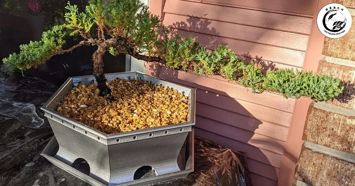 Sự hài hòa tuyệt vời giữa chậu sâu đa giác và dáng cây thác đổ