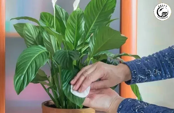 Vệ sinh lá thường xuyên giúp cây Lan Ý phát huy tối đa khả năng lọc không khí