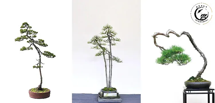 Một tác phẩm bonsai phong cách Văn Nhân mang vẻ đẹp thanh tao và thoát tục