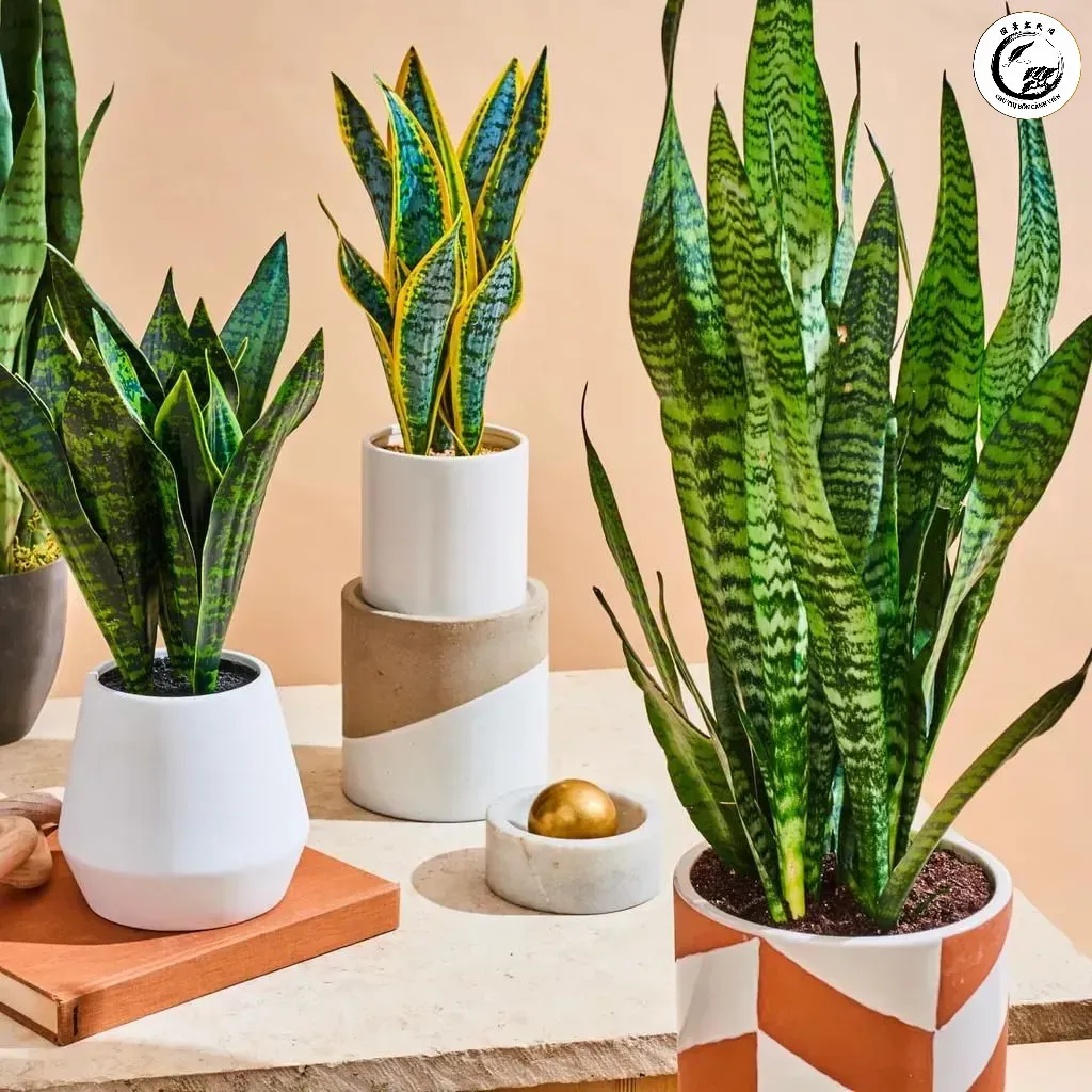 Cây Lưỡi Hổ có khả năng hấp thụ các hợp chất hữu cơ dễ bay hơi gây hại cho sức khỏe