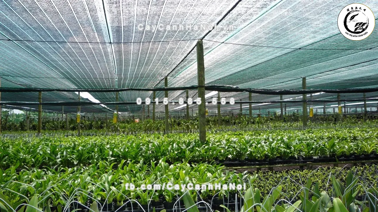 Môi trường mát mẻ giúp tối ưu hóa hiệu quả của thuốc kích rễ