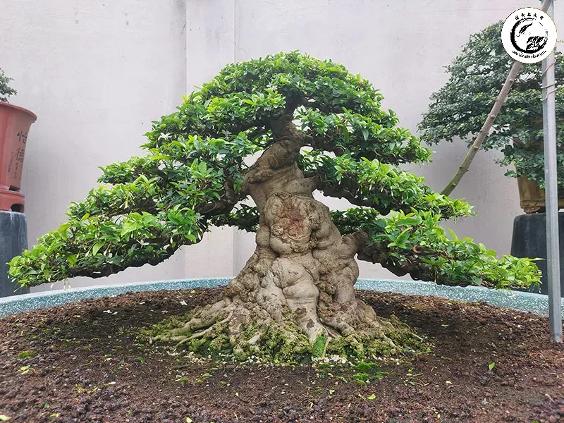 Cận cảnh lớp vỏ nu sần sùi đặc trưng tạo nên giá trị độc bản của dòng nu mặt khỉ