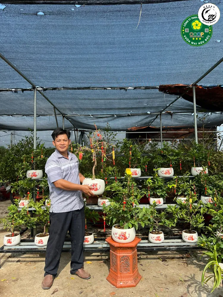 Mai Vàng mini chưng Tết Bính Ngọ Biểu tượng của sự may mắn và sung túc trong không gian sống hiện đại