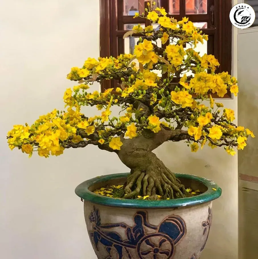 Cây mai vàng nở rộ rực rỡ là thành quả của kỹ thuật ghép mắt chuẩn xác và tâm huyết
