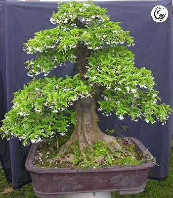 mai20chie1babfu20thuy Mai chiếu thủy khi nở rộ mang vẻ đẹp thanh cao và hương thơm quyến rũ
