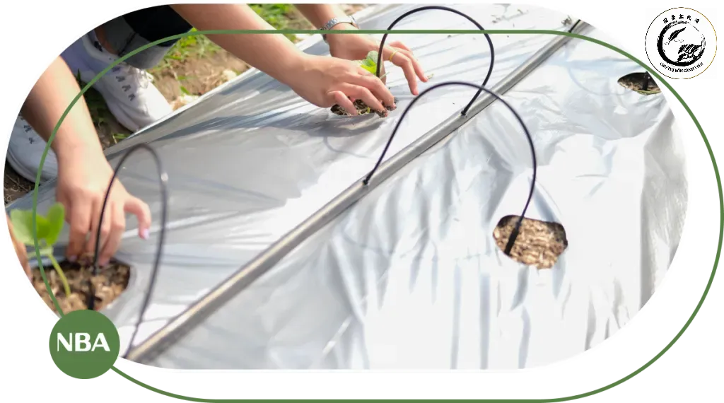 Kết hợp tưới nhỏ giọt và màng phủ để kiểm soát tối ưu độ ẩm và dinh dưỡng