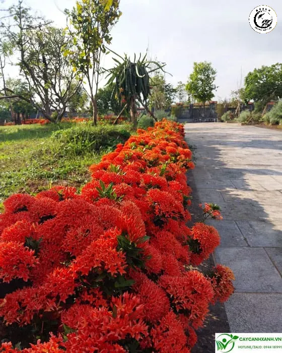 Sự kết hợp giữa ánh sáng và dinh dưỡng giúp mẫu đơn ta đạt kích thước hoa tối đa