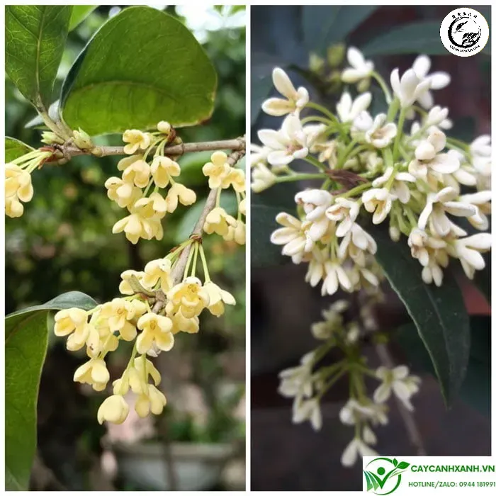 Những chùm hoa Mộc Hương nhỏ xinh là biểu tượng của sự may mắn và thịnh vượng