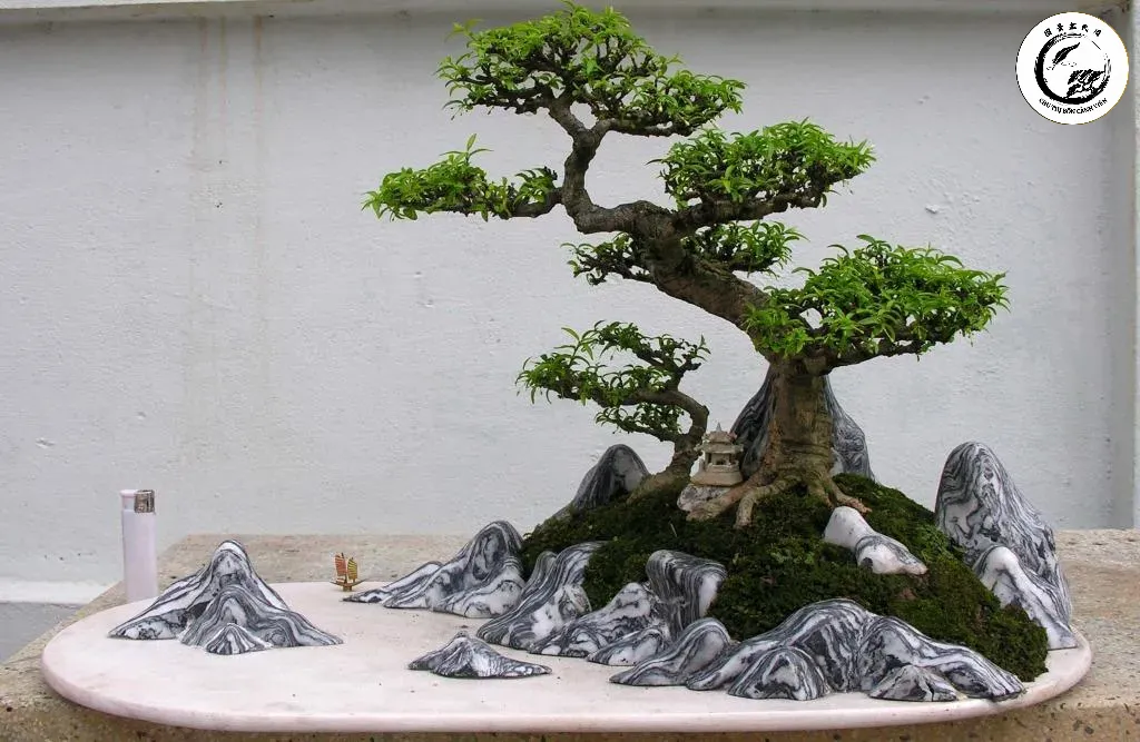 Sự kết hợp hoàn hảo giữa độ cứng của đá da voi và sự mềm mại của rêu xanh