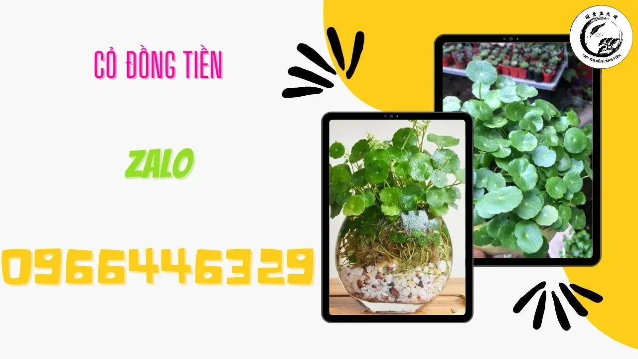 maxresdefault-15 Cỏ Gương đồng tiền mang lại vẻ đẹp tinh tế và vượng khí cho không gian làm việc