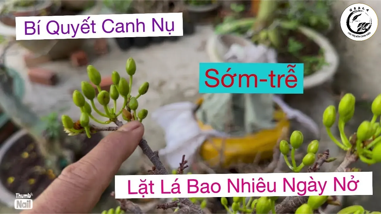 Nên chọn những cây mai có nụ hoa mập mạp và phân bổ đều để đảm bảo hoa nở rực rỡ đúng ngày Tết