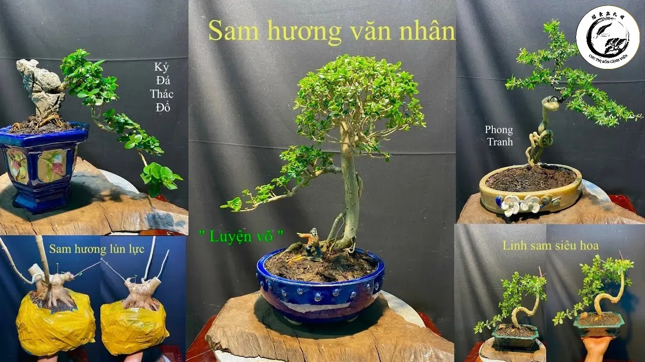 Sam Hương mini là lựa chọn lý tưởng để trang trí không gian sống nhờ vẻ đẹp thanh tao và kích thước nhỏ gọn
