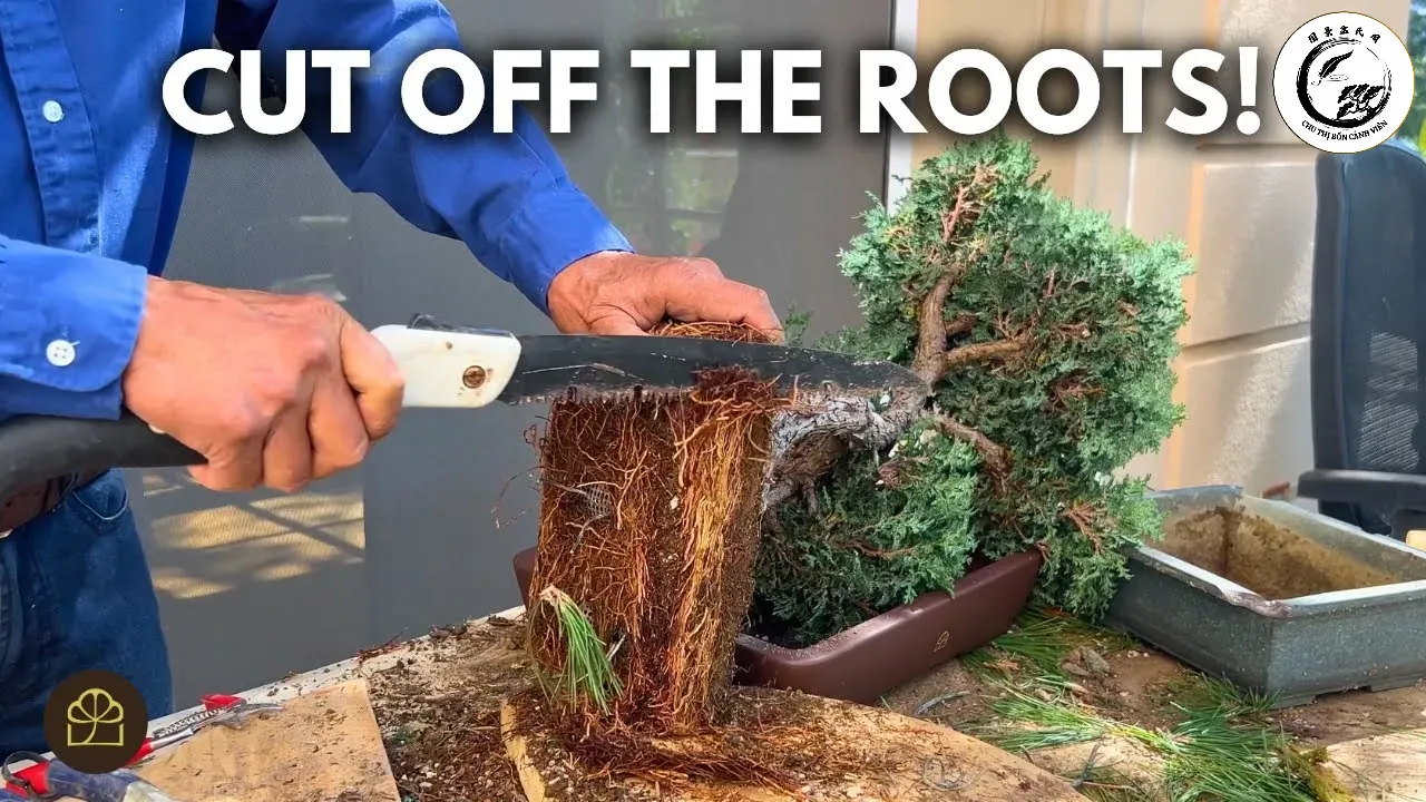 maxresdefault-21 Dấu hiệu rễ cây bonsai bám kín chậu cần phải thay đất ngay lập tức