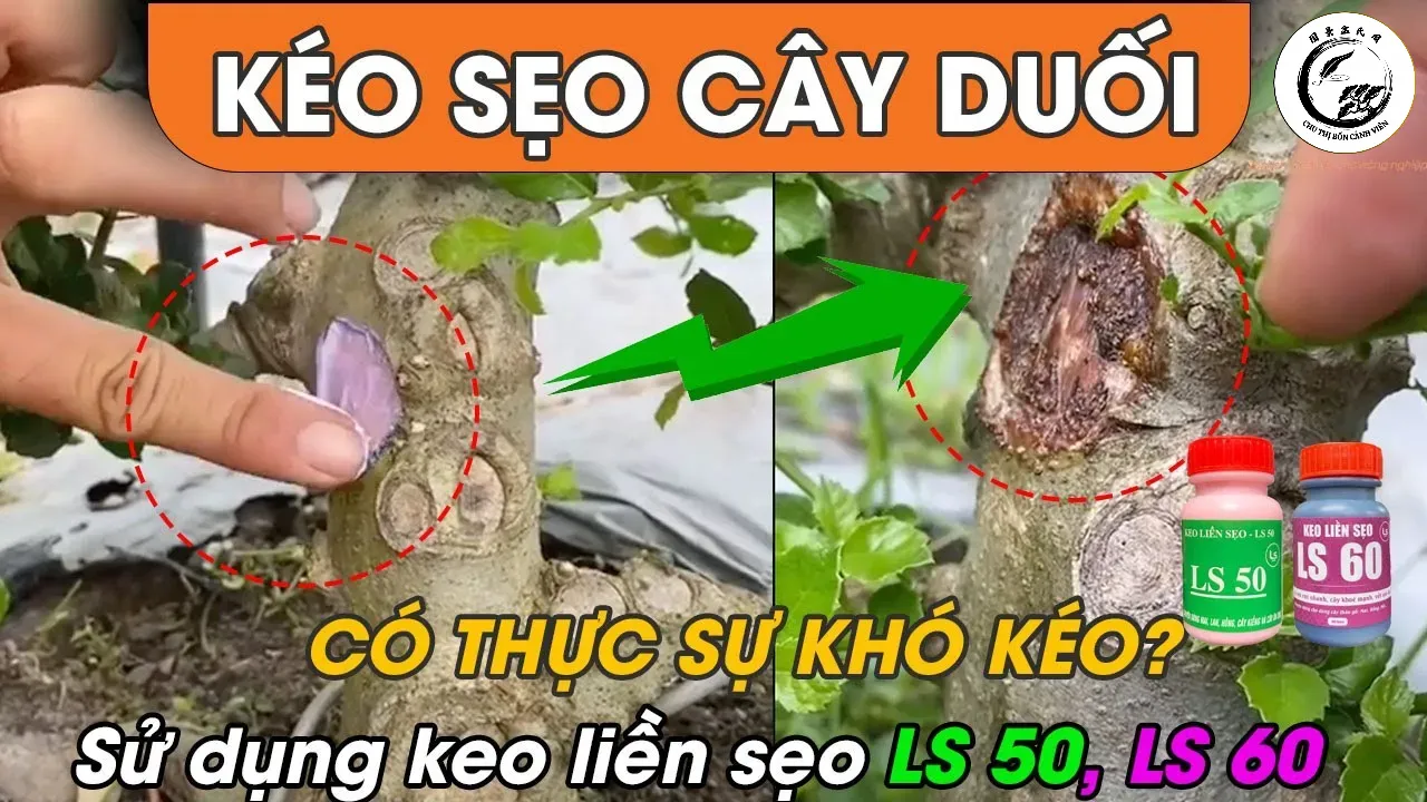 maxresdefault-22 Sử dụng keo liền sẹo LS50 là bước kỹ thuật quan trọng để bảo vệ sức khỏe cây trồng