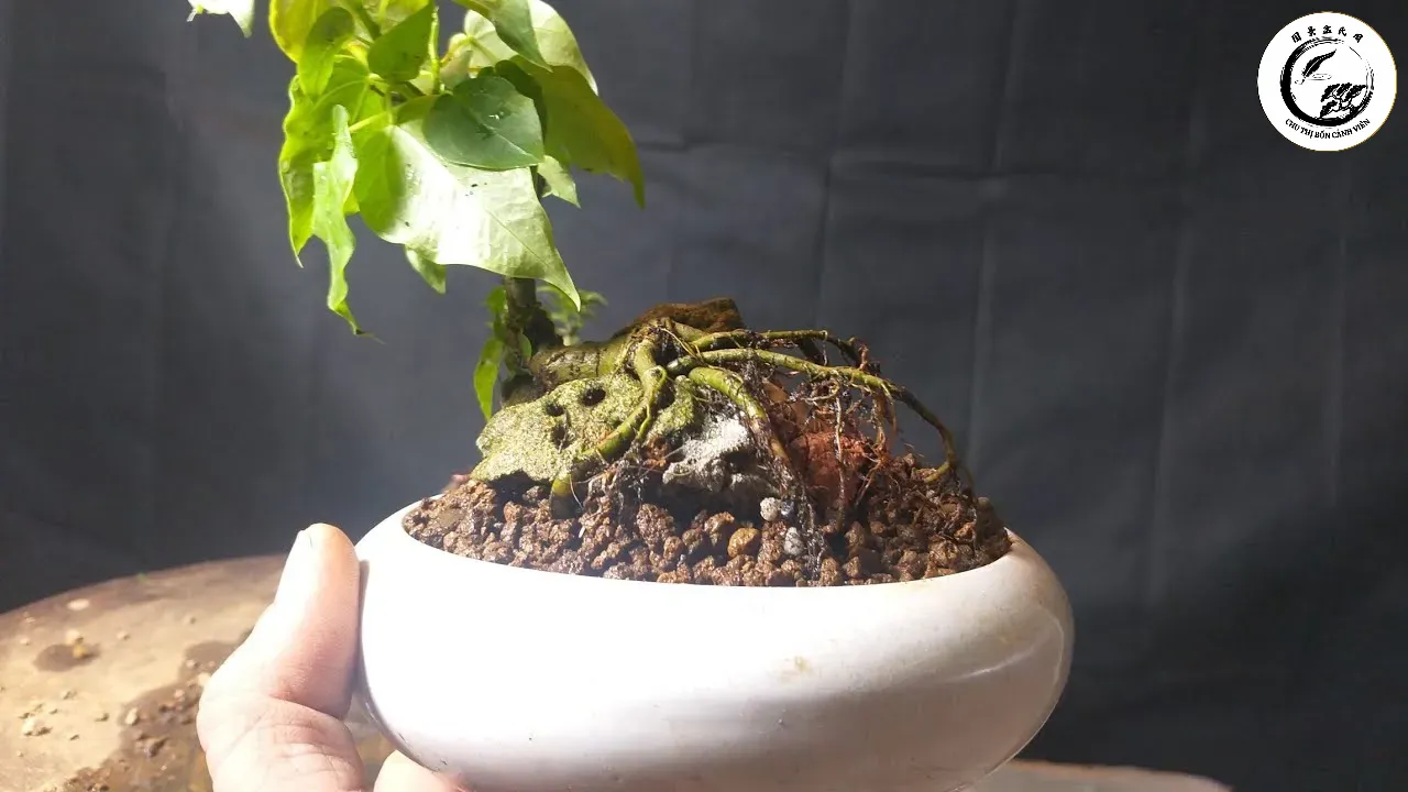 maxresdefault-23 Tác phẩm Bonsai Bồ Đề ôm đá bám rễ sâu với vẻ đẹp cổ kính và uy nghiêm