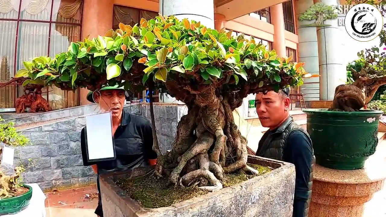 maxresdefault-25 Tác phẩm Bonsai Si búp đỏ dáng làng mang đậm nét hoài cổ và uy nghiêm
