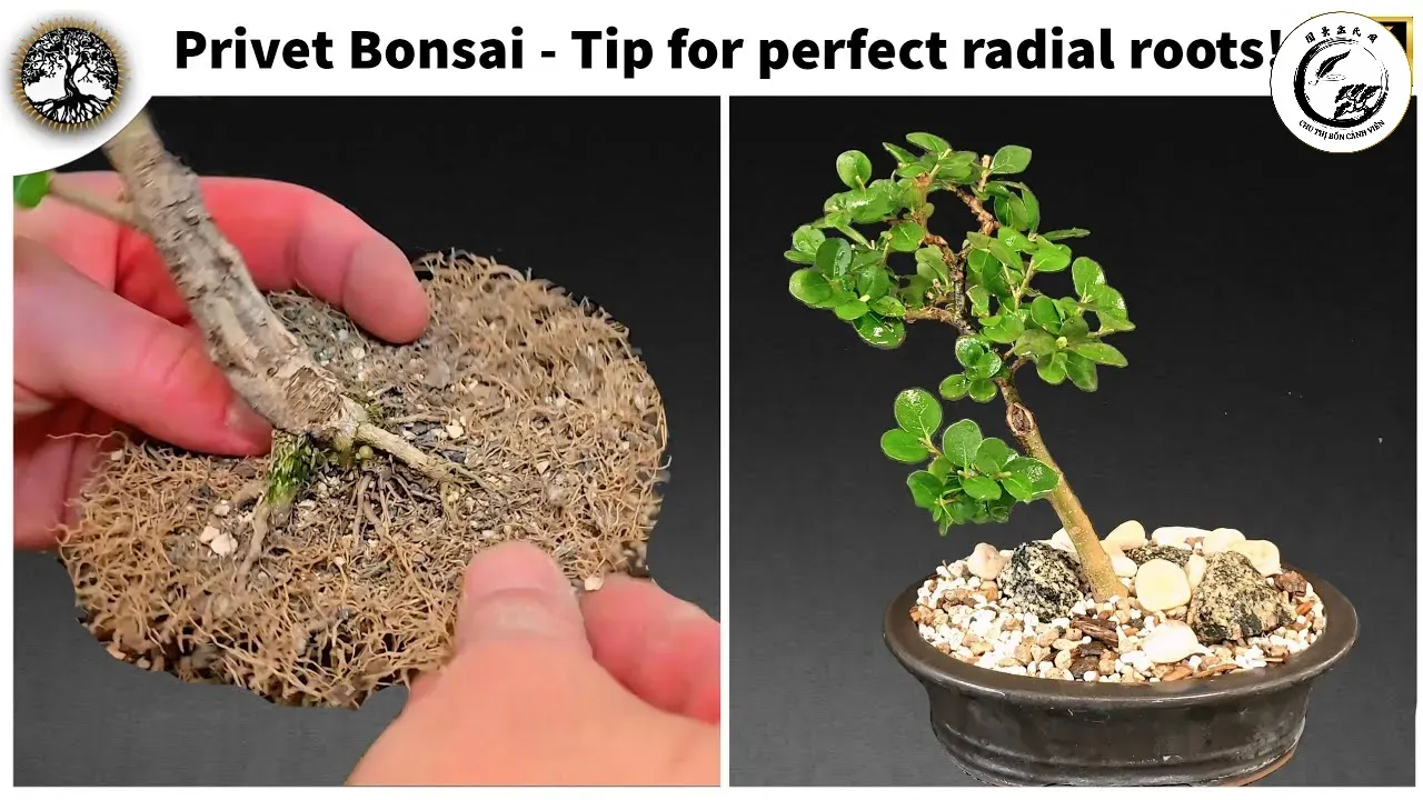 Một bộ rễ tản tia 24 giờ đều đẹp giúp nâng tầm giá trị cho cây Bonsai