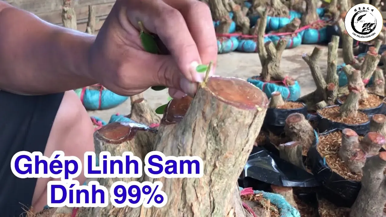 Thao tác quấn băng nilon cố định mối ghép linh sam một cách tỉ mỉ