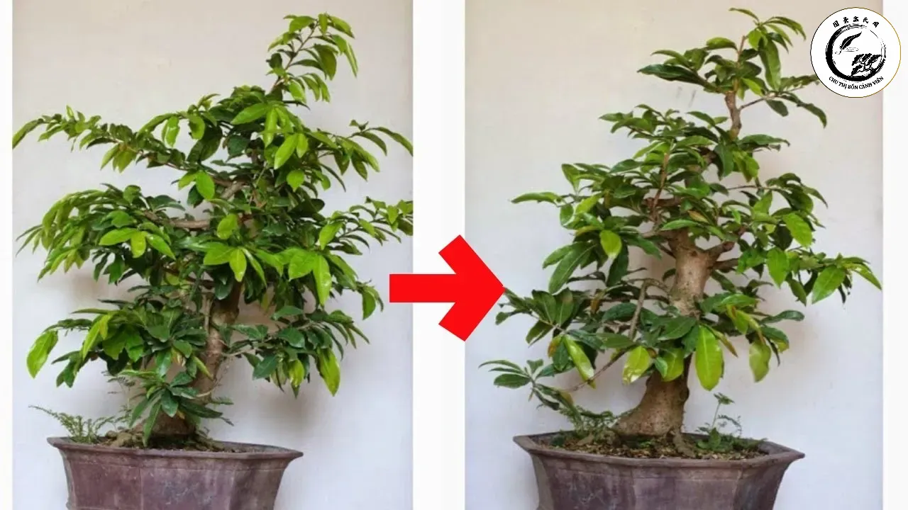 Cắt tỉa cành tạo sự thông thoáng là biện pháp phòng bệnh nấm hồng hữu hiệu nhất