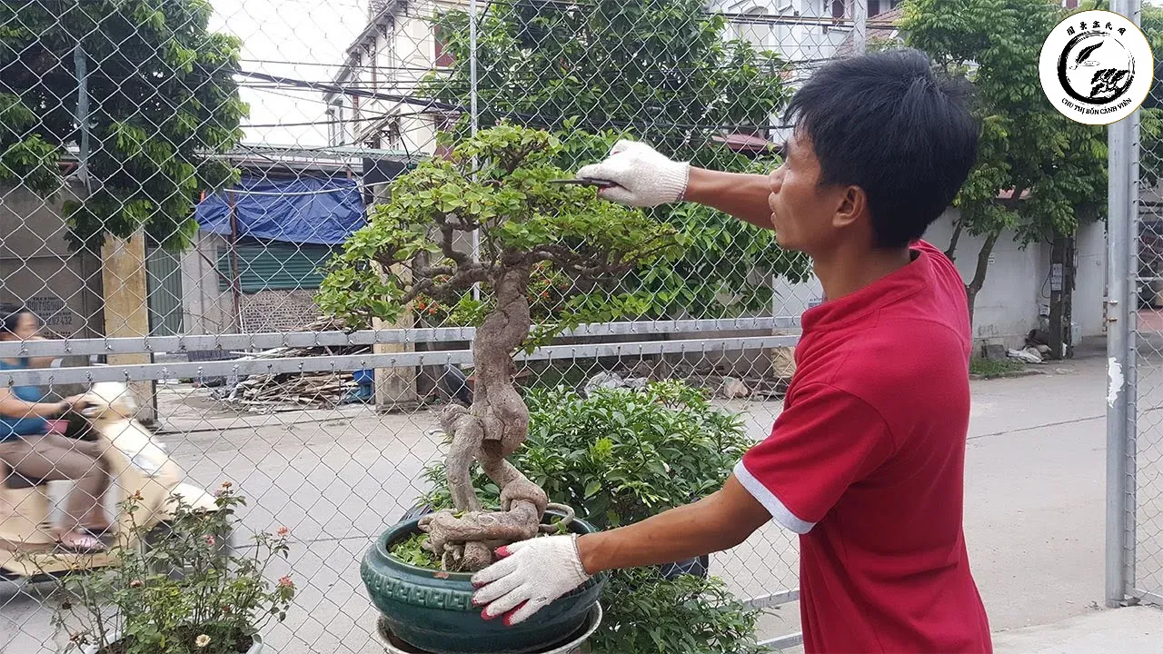 Kỹ thuật cắt tỉa đóng vai trò quan trọng trong việc duy trì dáng rủ nghệ thuật