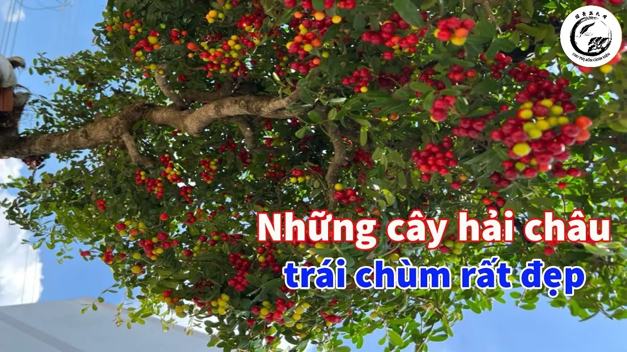Vẻ đẹp mê hoặc của Hải Châu bonsai ngắm trái đỏ rực khi vào mùa chín rộ