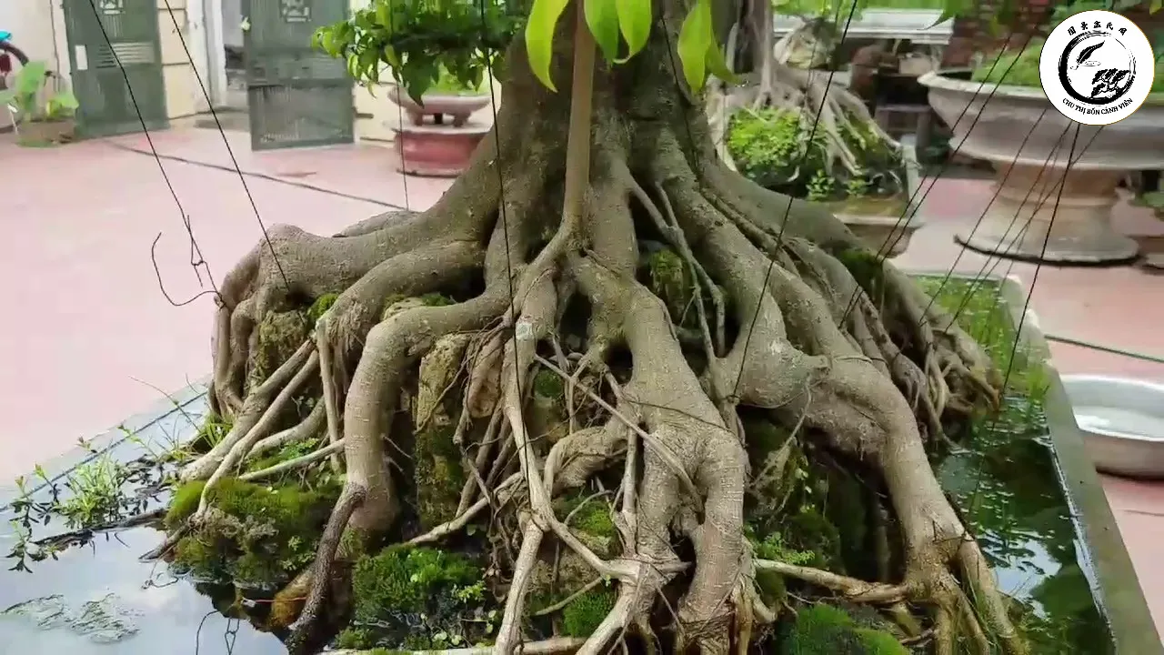 Cận cảnh bộ rễ phụ đã hóa gỗ bám chặt vào bề mặt đá tạo nên sự liên kết bền vững