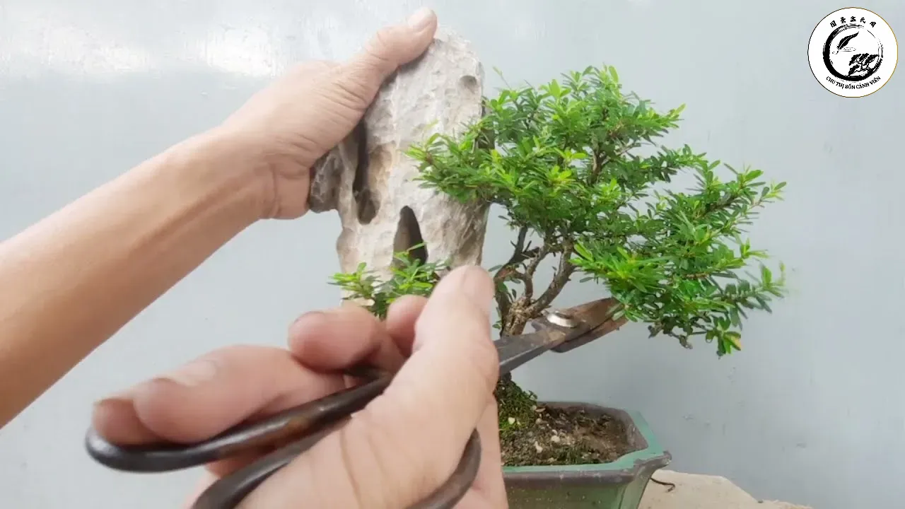 maxresdefault-43 Môi trường thoáng mát và ánh sáng tán xạ là điều kiện lý tưởng để rễ linh sam phát triển