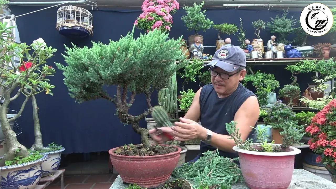 maxresdefault-44 Cây tùng tuyết bonsai mini mang lại vẻ đẹp thanh tao và sự thư thái cho không gian làm việc