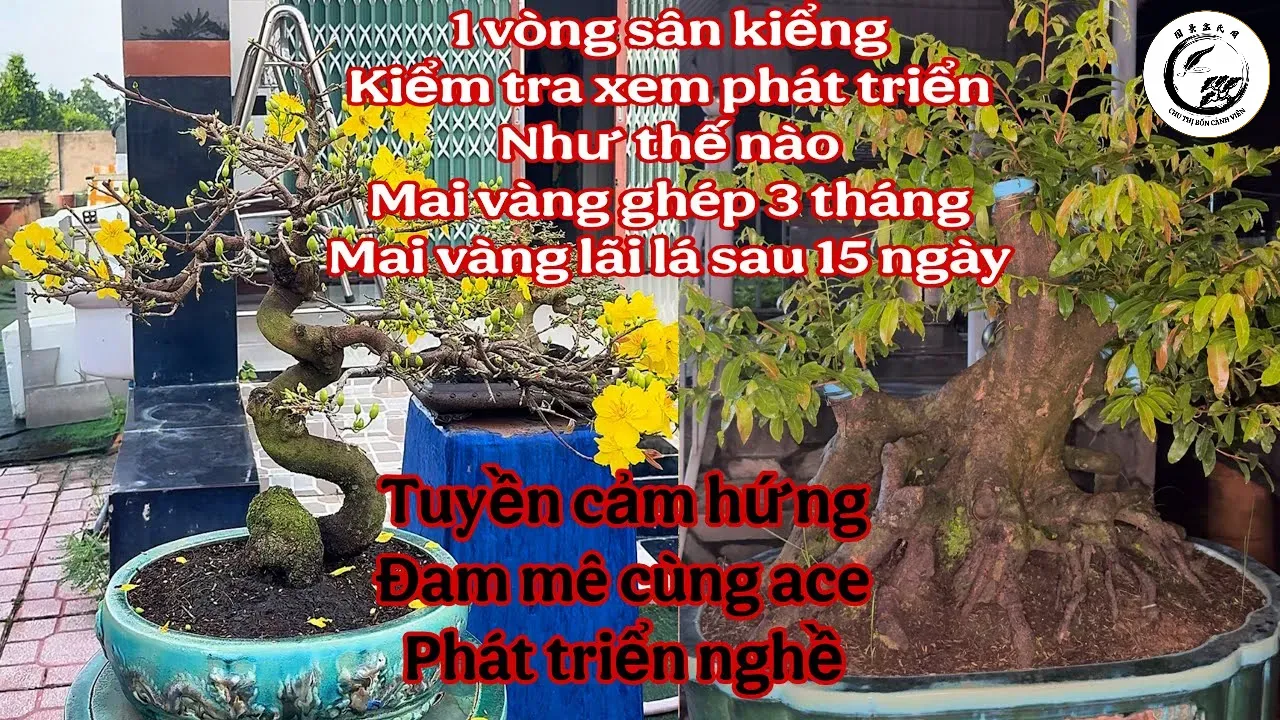 Việc kiểm tra kỹ lưỡng phôi bonsai thanh lý là bước đi quan trọng để đảm bảo sự sống của cây