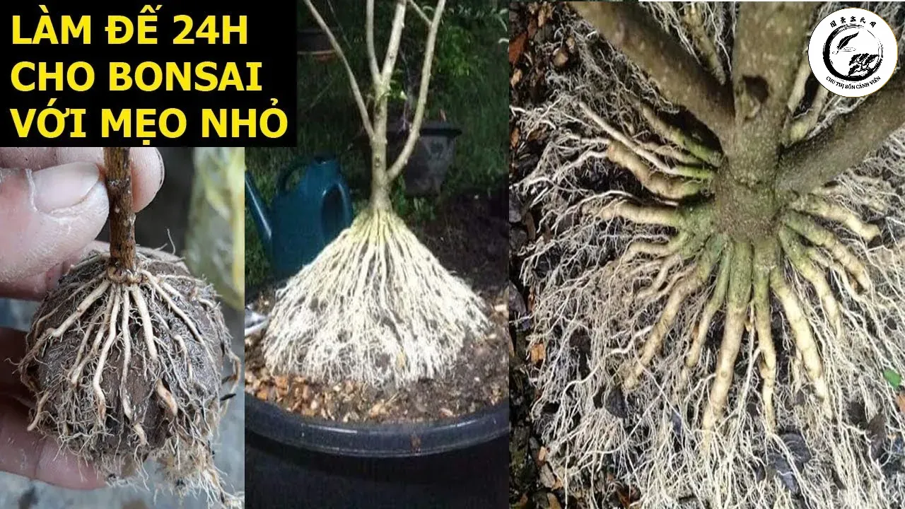 Việc rửa rễ giúp lộ ra cấu trúc xương của bộ rễ nhưng cần sự cẩn trọng tối đa