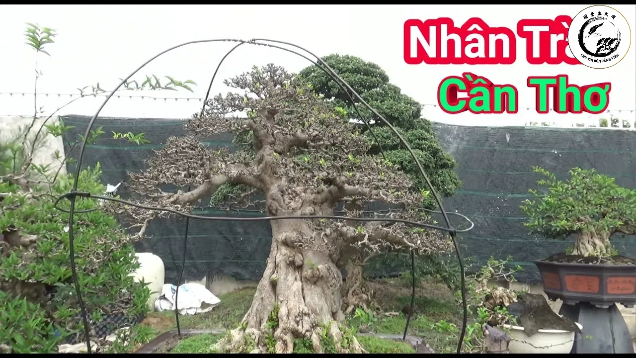 maxresdefault-47 Thao tác lặt lá cần sự nhẹ nhàng để tránh làm tổn thương lớp vỏ và mầm hoa