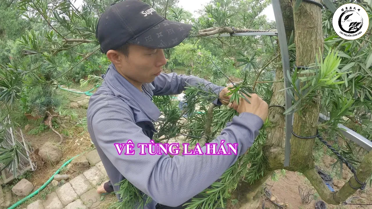 Kỹ thuật bấm đọt đòi hỏi sự tỉ mỉ để kích thích mầm ngủ phát triển