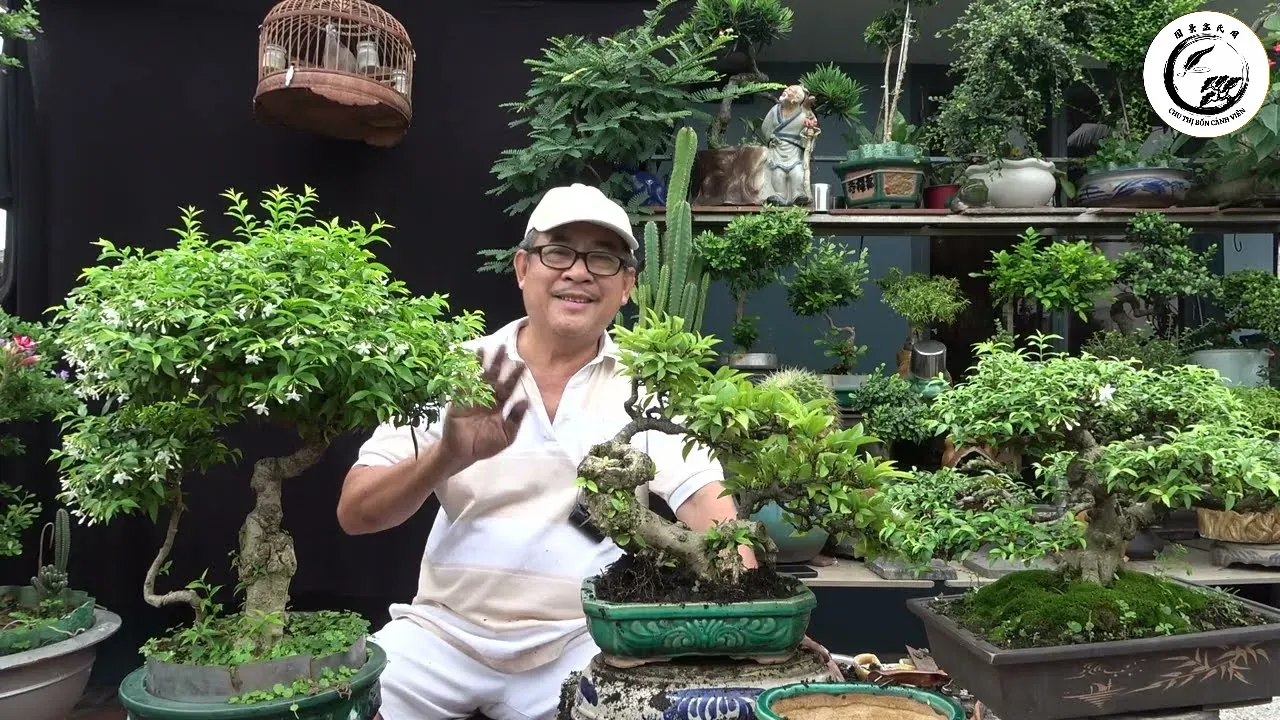 Kỹ thuật tỉa rễ tơ là yếu tố sống còn giúp cây cảnh phát triển bền vững