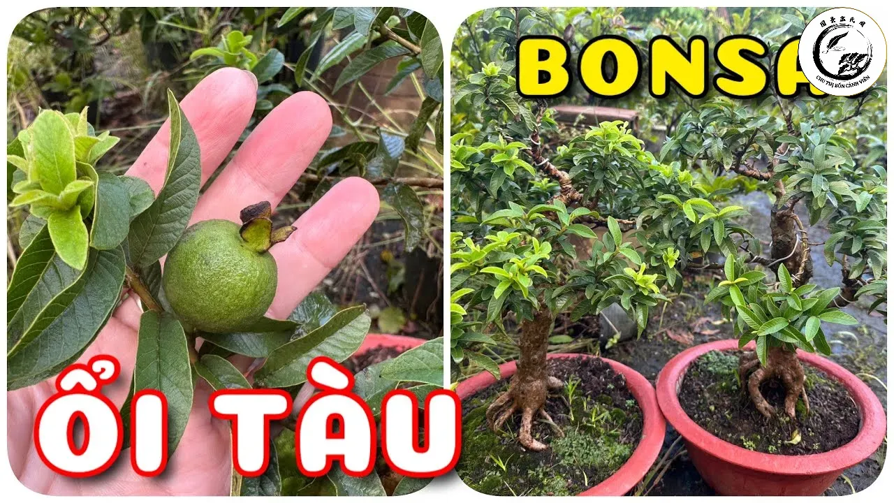 maxresdefault-52 Vẻ đẹp cuốn hút của cây ổi tàu bonsai mini khi kết trái trĩu cành
