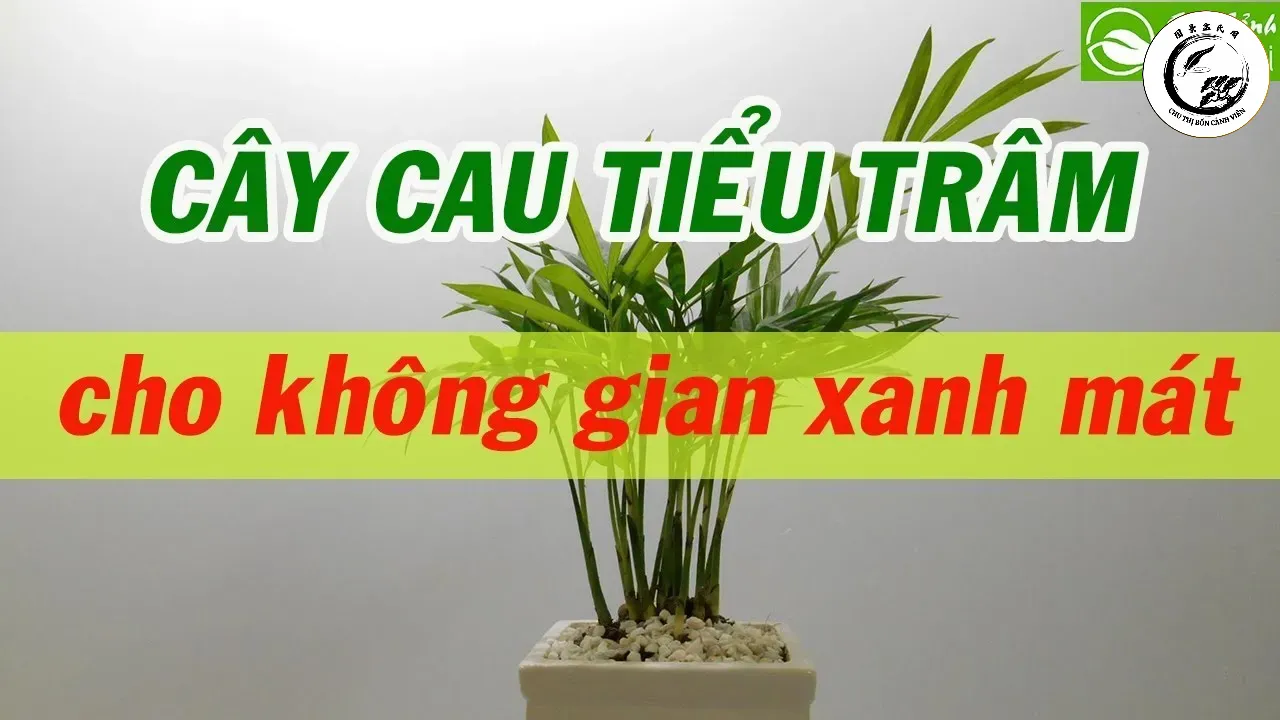 Cấu trúc lá mảnh mai của cau tiểu trâm giúp giữ bụi và thanh lọc các khí độc hại hiệu quả