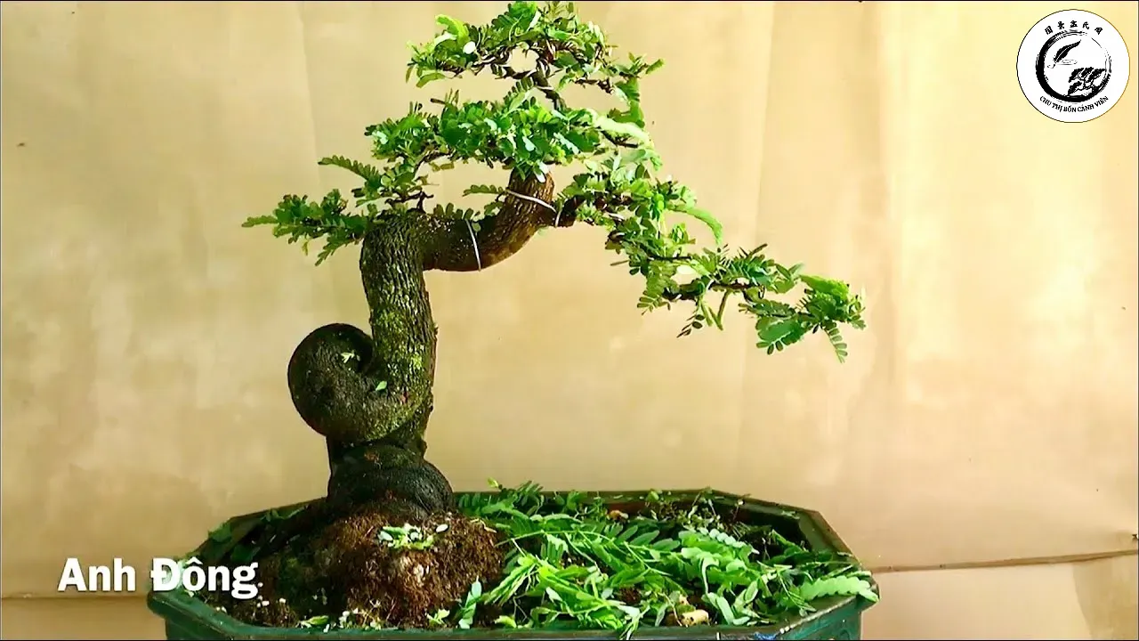 Sự kiên trì và kỹ thuật đúng đắn sẽ mang lại những tác phẩm Bonsai có đường nét nghệ thuật độc đáo