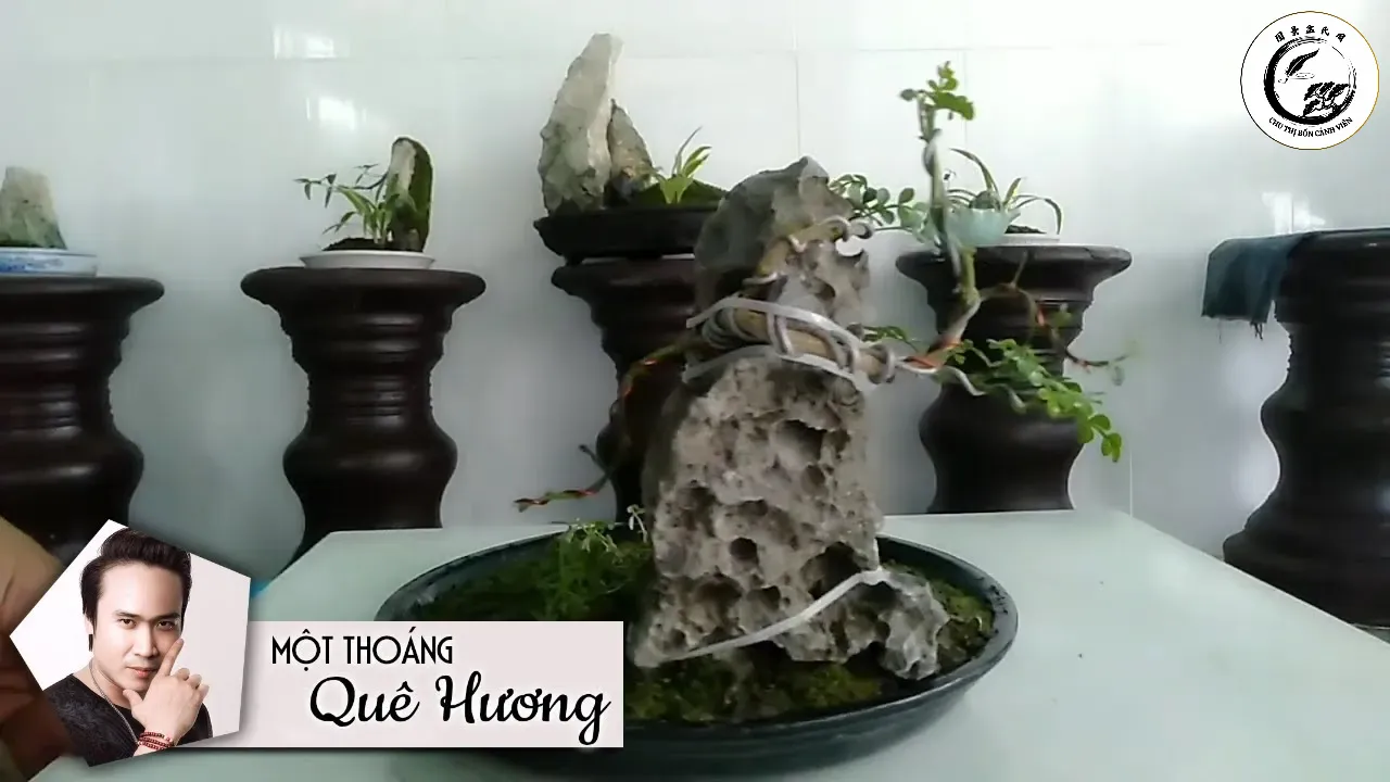 Hệ rễ cám phát triển mạnh mẽ là chìa khóa cho sự sống sót của cây trong chậu cạn