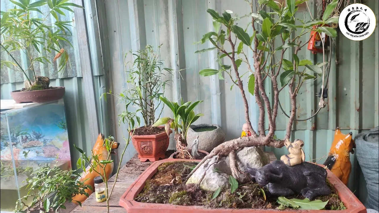 Cắt tỉa đúng kỹ thuật giúp cây sộp giữ được dáng thế và luôn tràn đầy sức sống