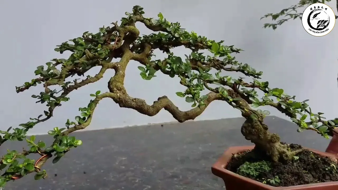 Cây cảnh dáng đa thân tỷ muội sum vầy ấm áp mang lại vẻ đẹp bình yên và sự gắn kết cho không gian sống