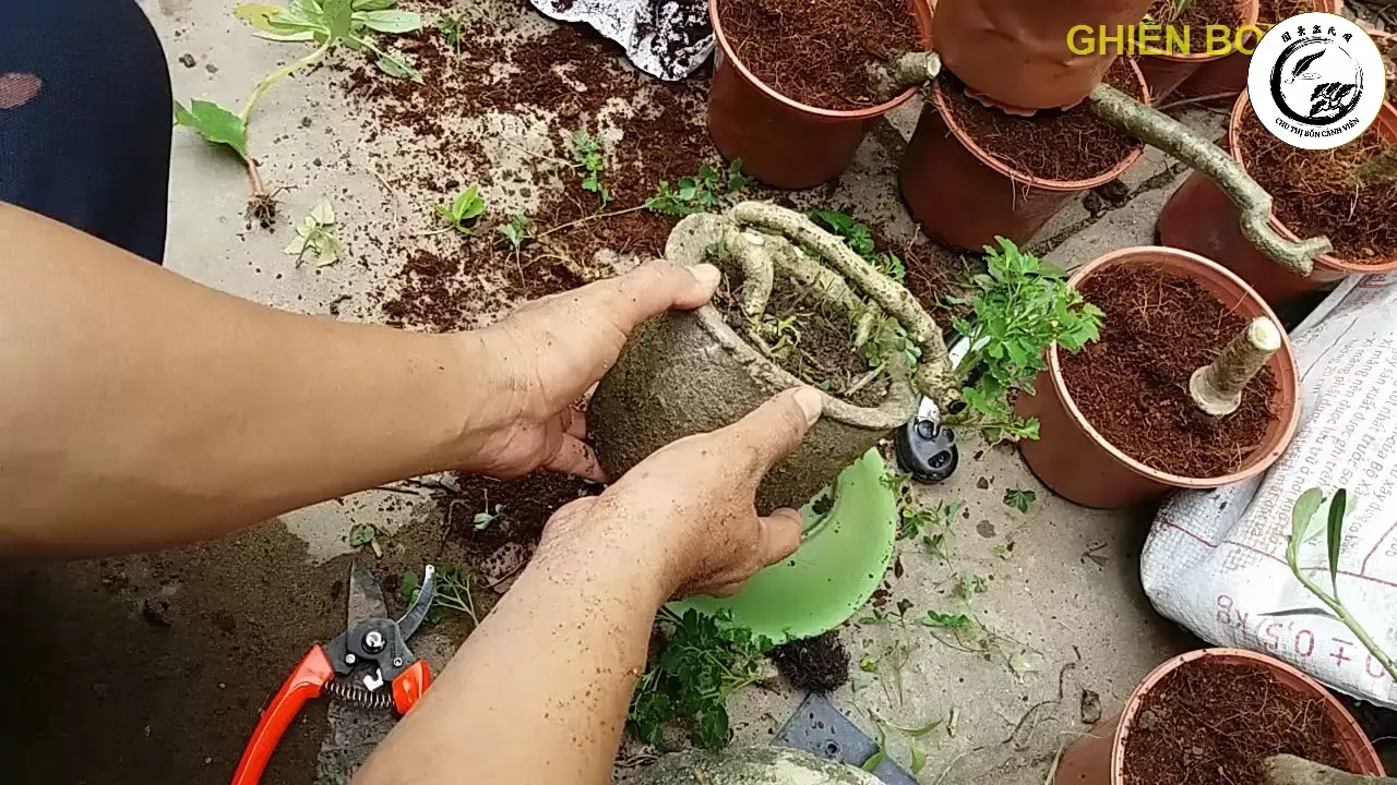 Kỹ thuật cắt tỉa tỉ mỉ giúp cây đinh lăng đạt được dáng vẻ bonsai chuẩn mực