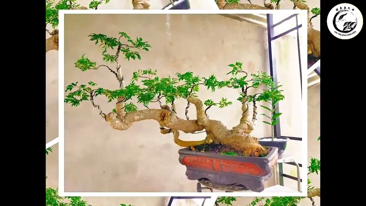 Sự hiện diện của đinh lăng bonsai tạo nên không gian làm việc trong lành và an toàn