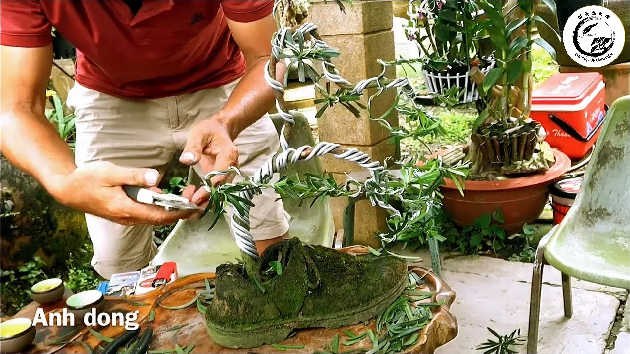 Kỹ thuật uốn nắn tỉ mỉ để tạo nên dáng vẻ thanh thoát cho cây bonsai